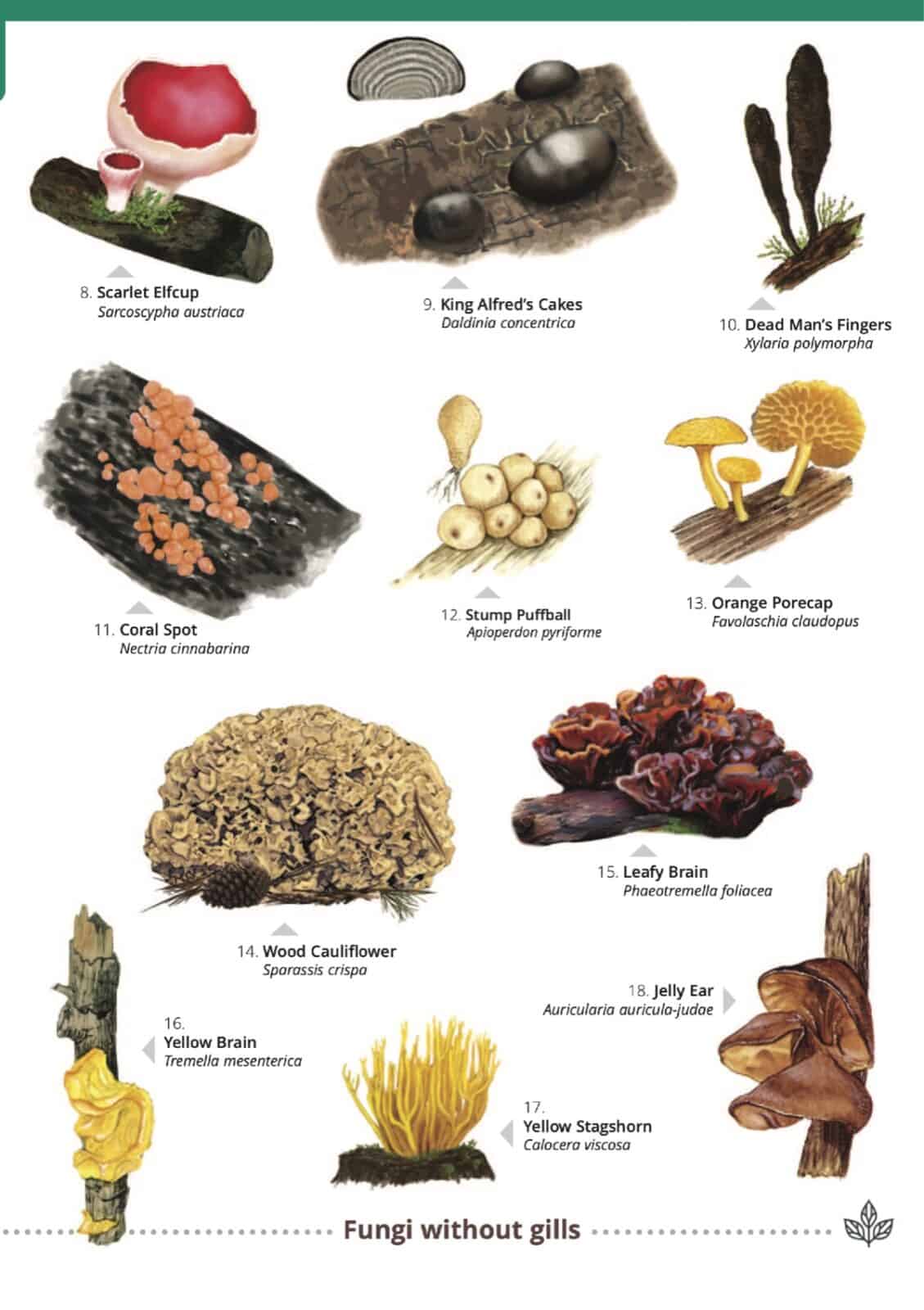 distinctive fungi on wood