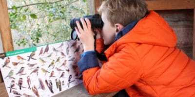 Boy watching birds in a hide
