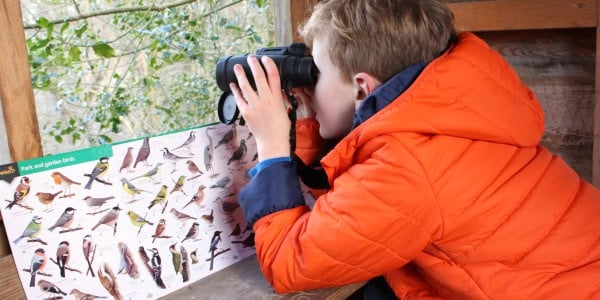 Boy watching birds in a hide
