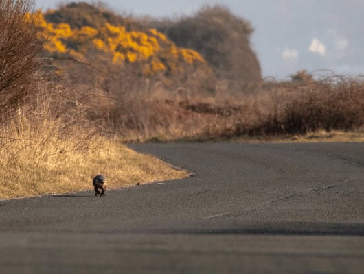 A picture of an otter in the road