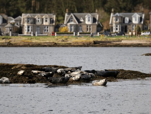 A picture of seals on a rock in the sea
