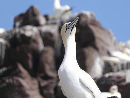 a picture of a white bird