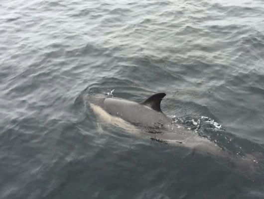 a picture of a dolphin in the sea