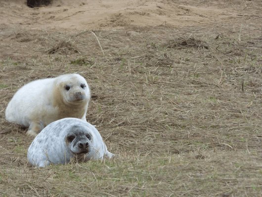 a picture of 2 baby seals on grass