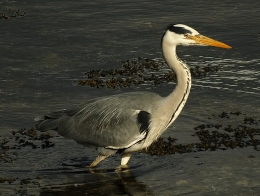 a picture of a heron in water