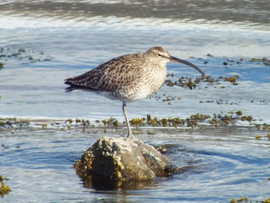 A picture of a bird on a small rock surrounded by water