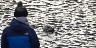 A picture of the back of someone looking at a seal in the sea