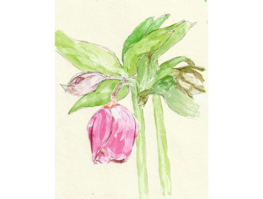 Watercolour picture of a pink flower
