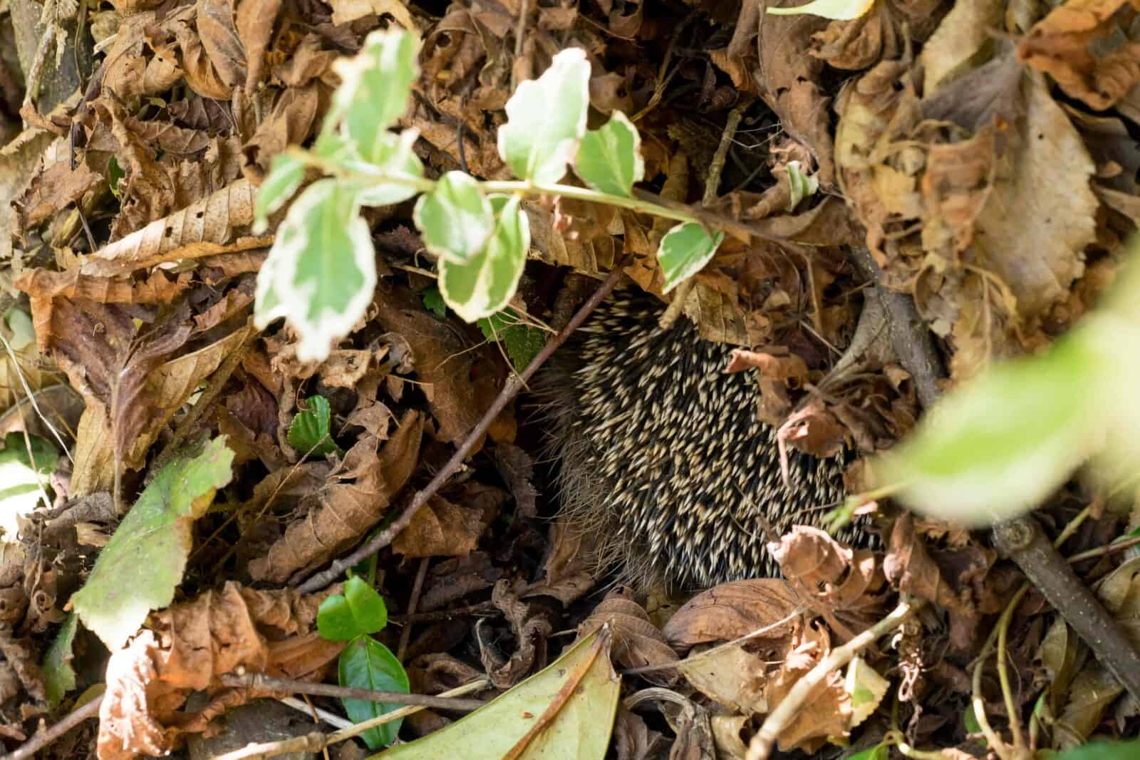 The back of a hedgehog peaking out from a pile of leaves and twigs