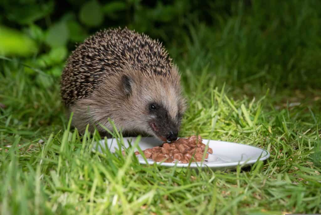 Hedgehog eating wet cat food in a garden