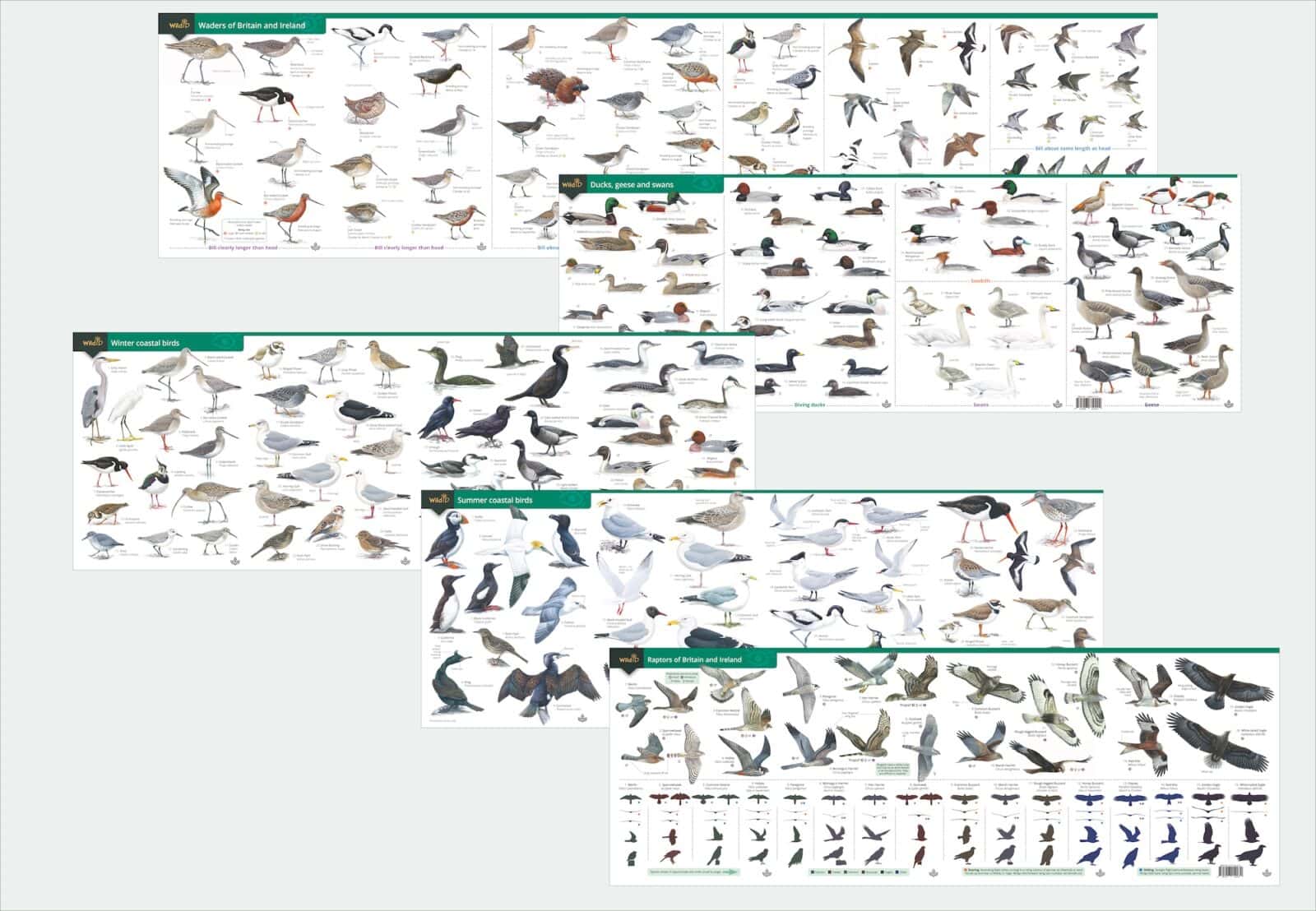 WildID charts illustrated by Mike Langman