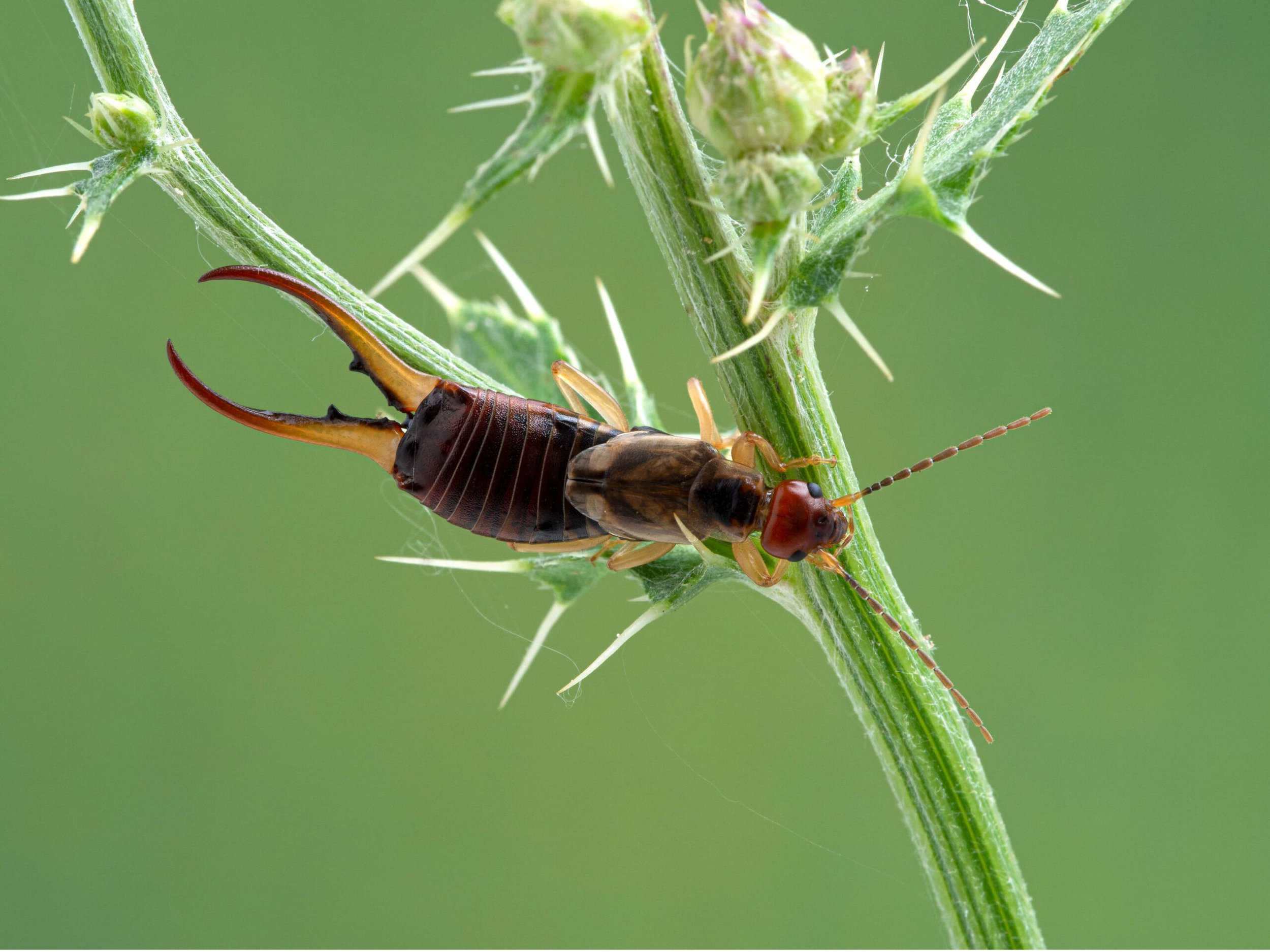 Seasonal spotlight: Earwigs – Field Studies Council