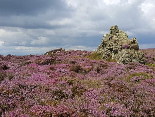 A photo of a landscape with purple bushes and some stones