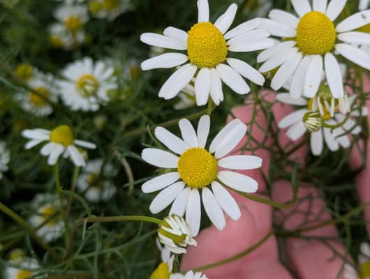A picture of daisys