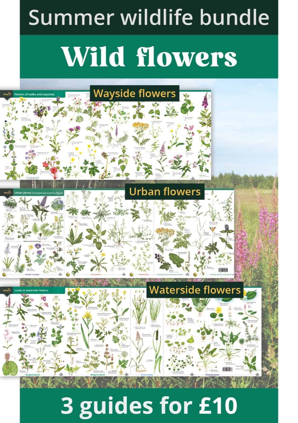 summer wild flowers bundle