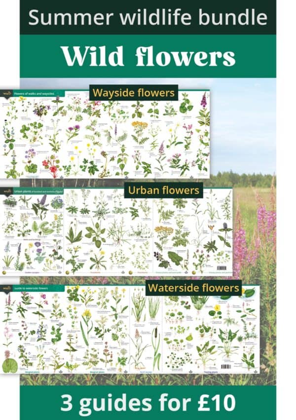 summer wild flowers bundle