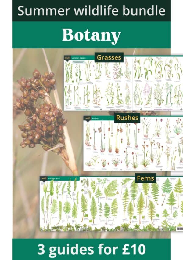 Summer botany bundle