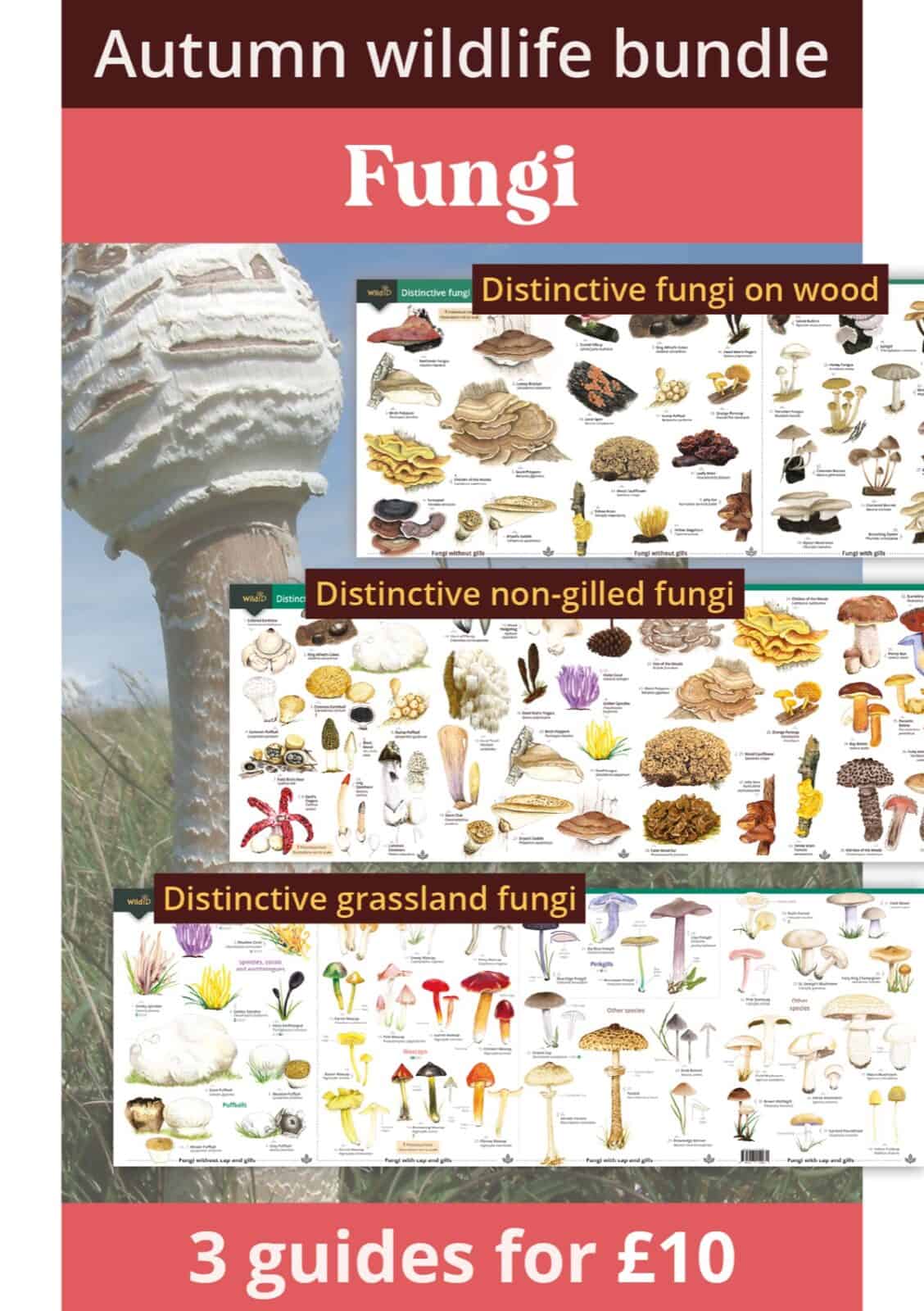Autumn fungi bundle