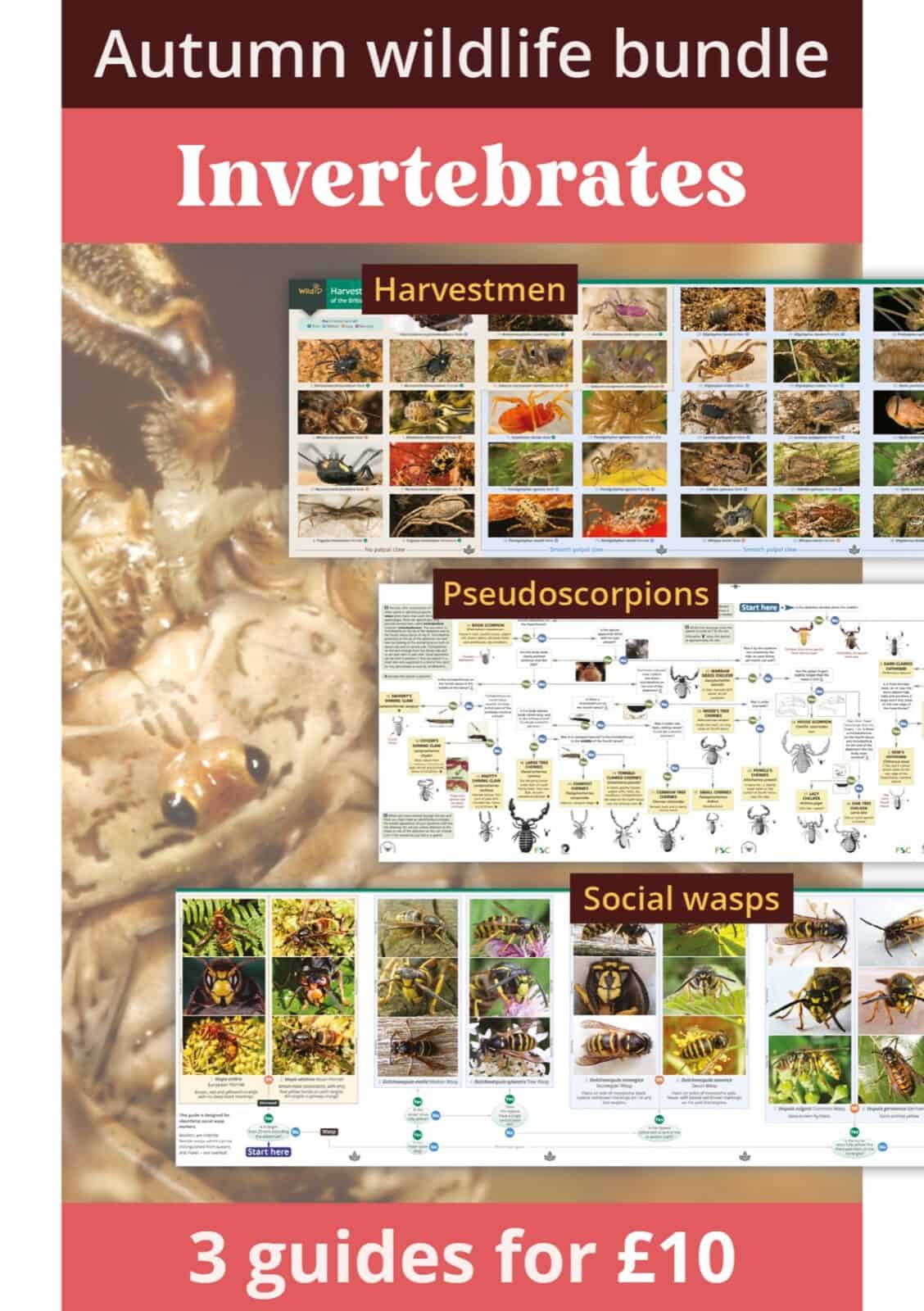Autumn invertebrates bundle