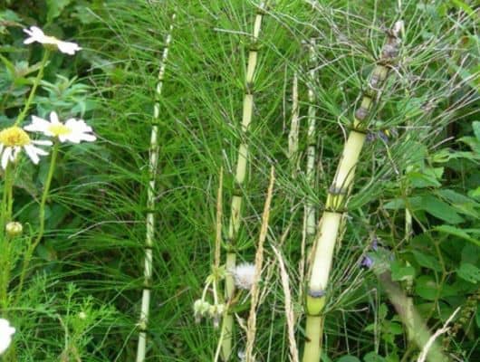 Giant horsetail