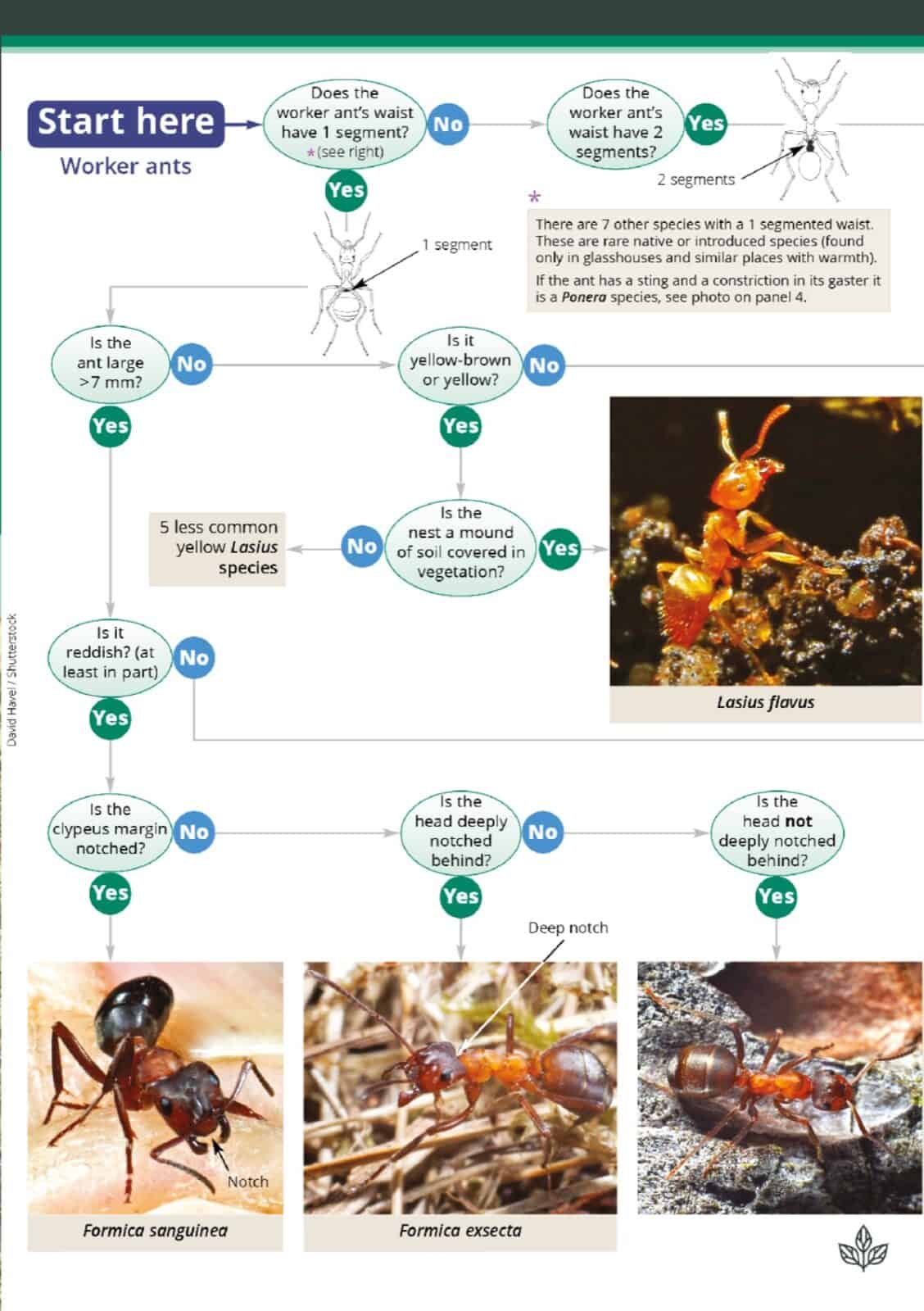 ants aidgap