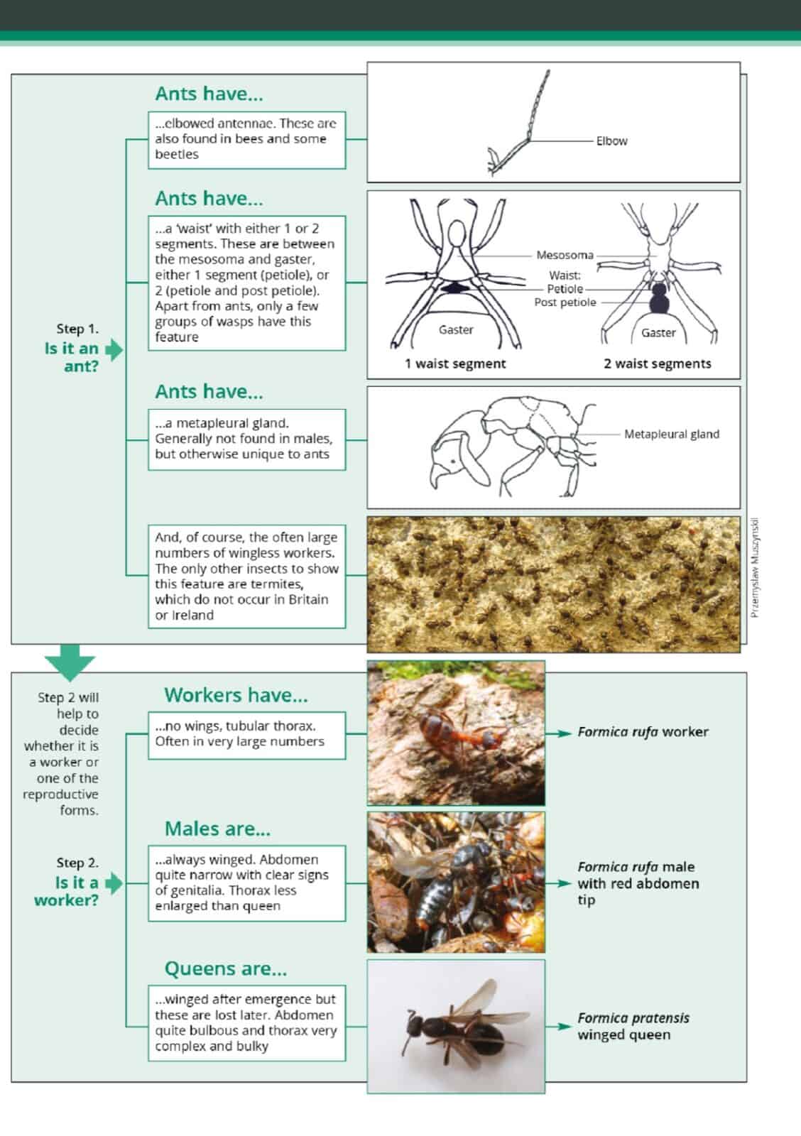 ants aidgap