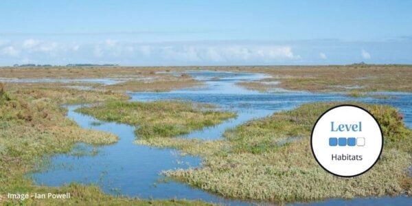 Saltmarsh with blue skies