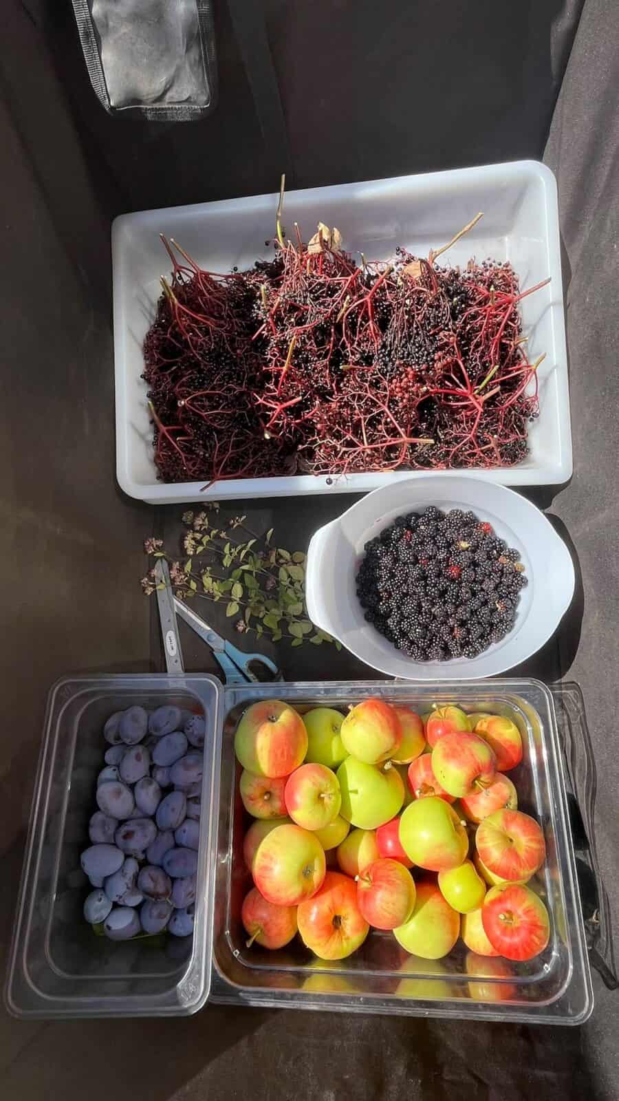 Foraged fruits - Wellbeing in Nature Weekend