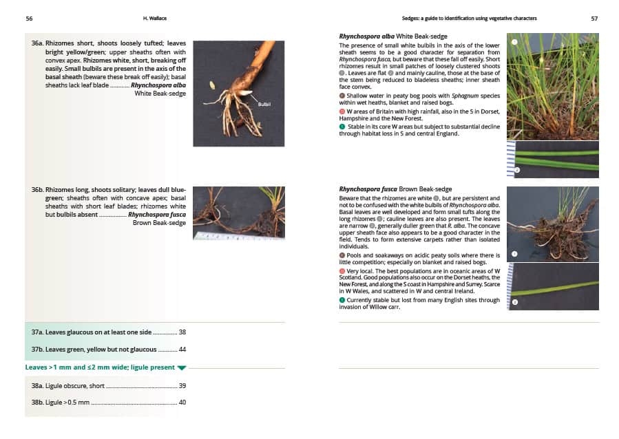 AIDGAP Sedges
