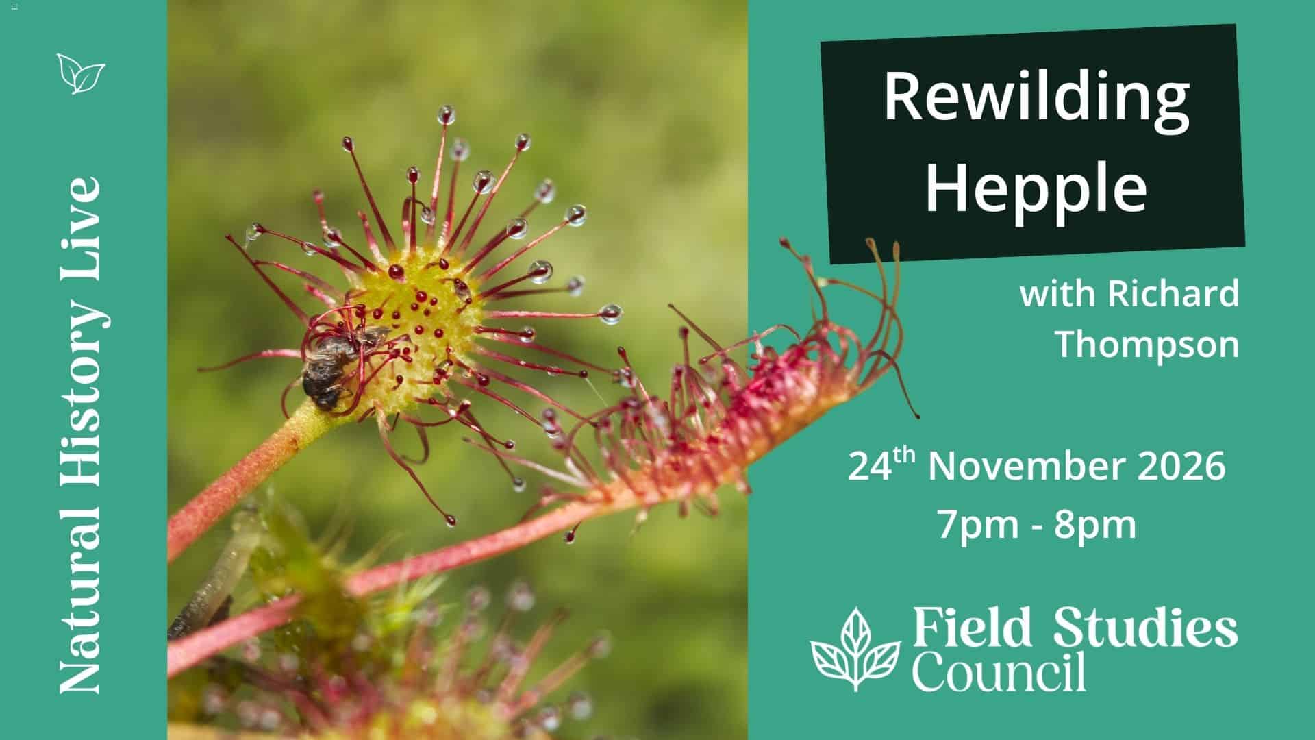 Promotional image for Rewilding Hepple NHL - sundew species
