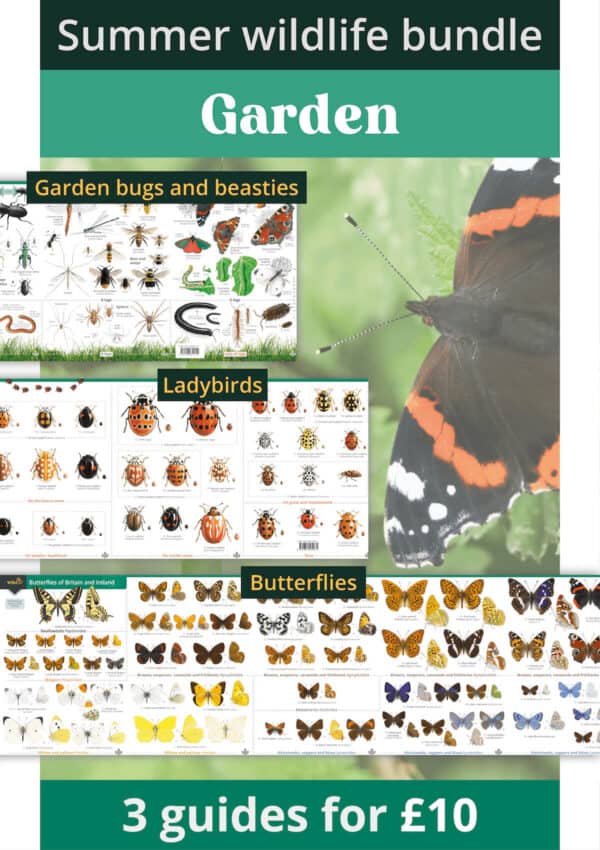 Summer garden wildlife bundle