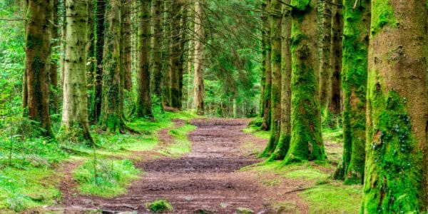 Path in woodlands at Pont Cwm y Fedwen in the Brecon Beacons Wales UK