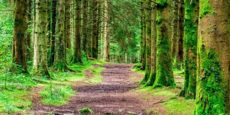 Path in woodlands at Pont Cwm y Fedwen in the Brecon Beacons Wales UK