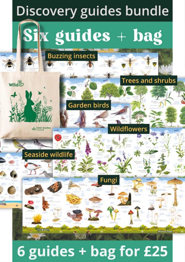 SB80 Discovery guides plus Tote bag (green)