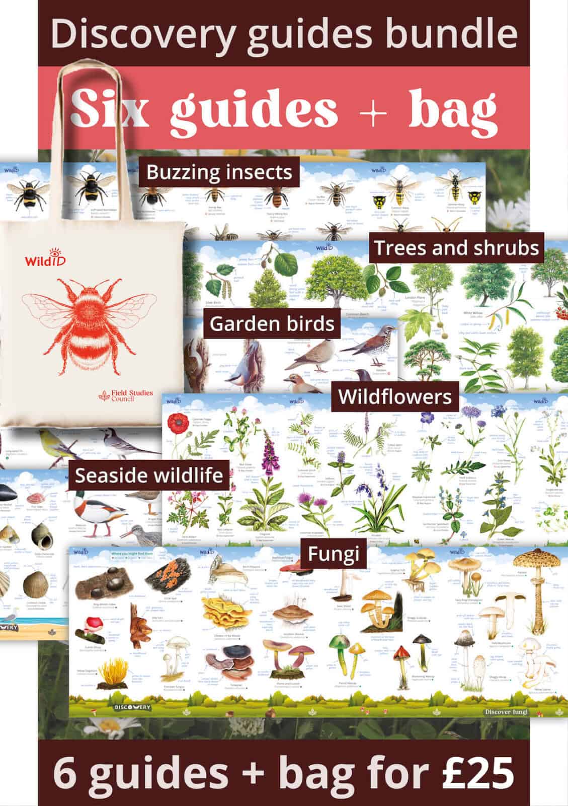 SB81 Discovery guides with red bag