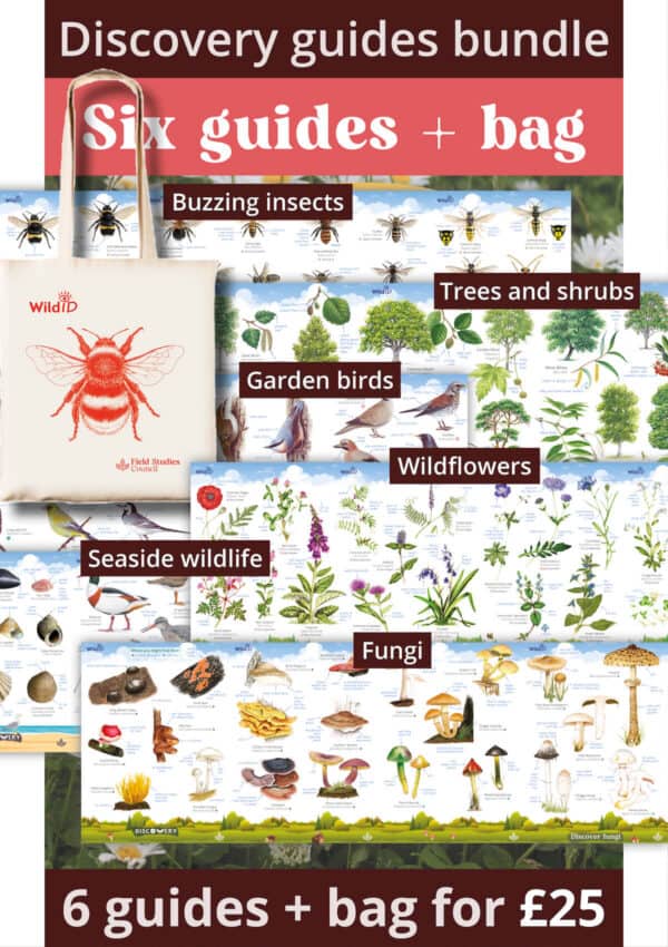 SB81 Discovery guides with red bag