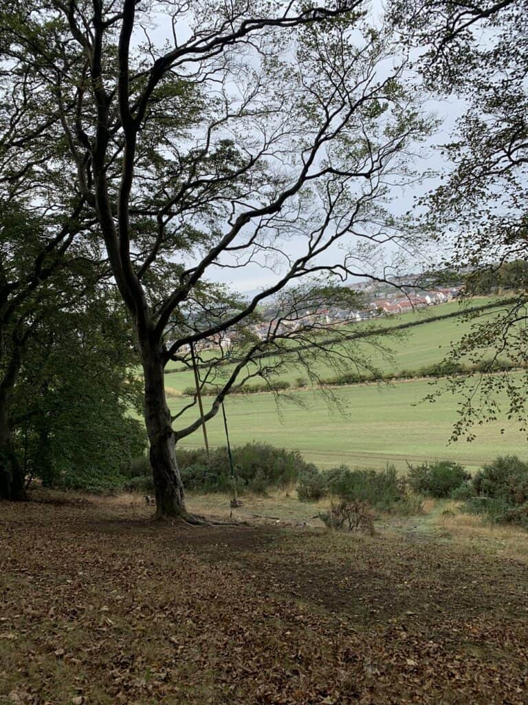 woodland