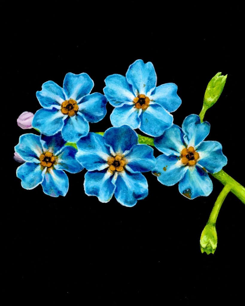 A painting of a blue flower on a black background.