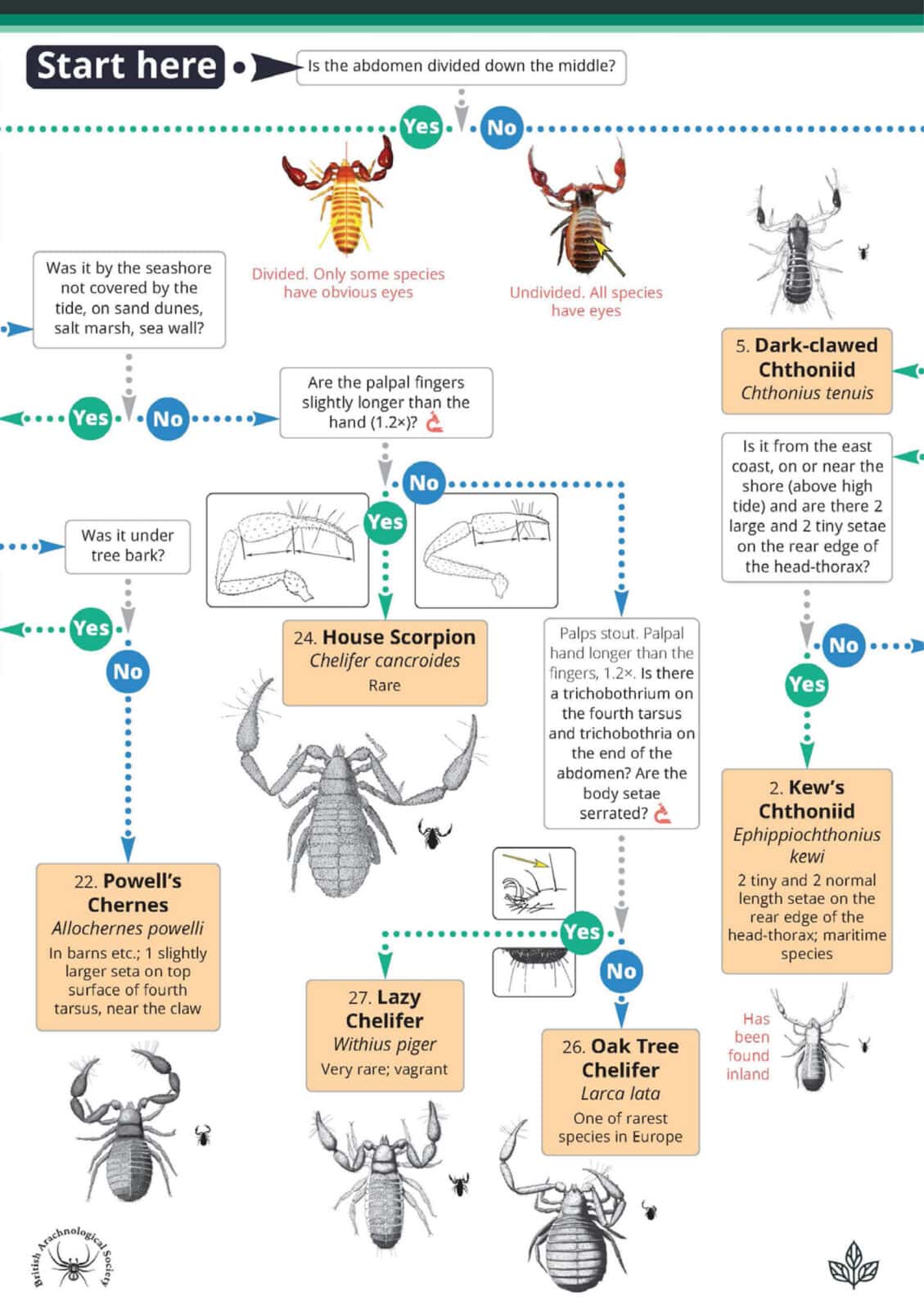 OP173 False scorpions AIDGAP