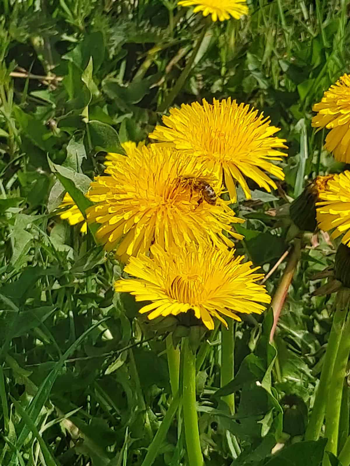 A photo of dandelions