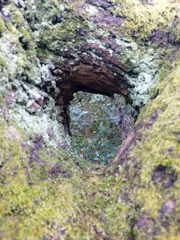 A hole in a tree trunk - Creating Connections in Nature