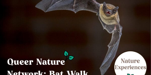 A bat flying through the night sky - Queer Nature Network Bat Walk (1)