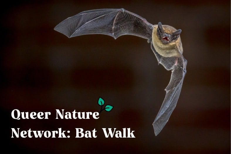 a photo of a bat flying through the sky - Queer Nature Network Bat Walk