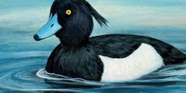 a painting of a black and white duck - Painting the Wildlife of Constable Country