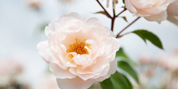 A photo of a rose - aromatherapy workshop