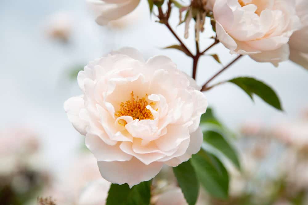 A photo of a rose - aromatherapy workshop