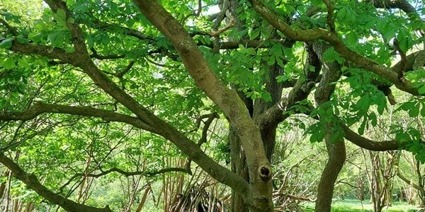 a photo of a tree - Creating Connections in Nature