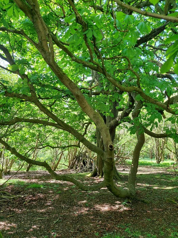 a photo of a tree - Creating Connections in Nature