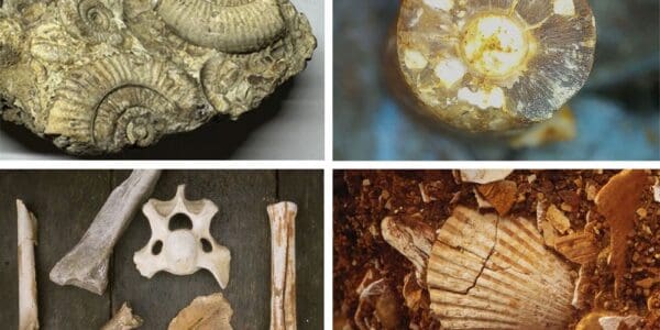 A photo of fossils - East Anglian Fossils