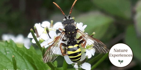A photo of an insect - Bees and wasps Adrian Knowles